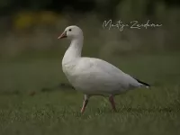 Ross` gans [Anser rossii]